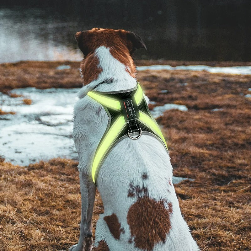 LED Dog Harness